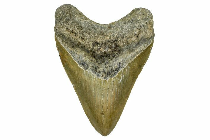 Fossil Megalodon Tooth - North Carolina #378089